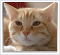 アガペットゴールド　猫の健康をサポート。猫の癌や腎不全や腹膜炎やリンパ腫も、どんな様子にも健康をあきらめないケアが大切。